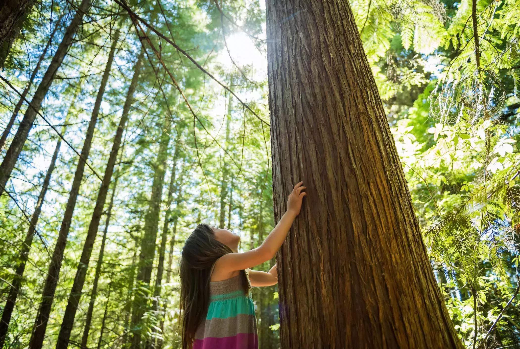 ¿Enviaría a sus hijos a una escuela forestal?