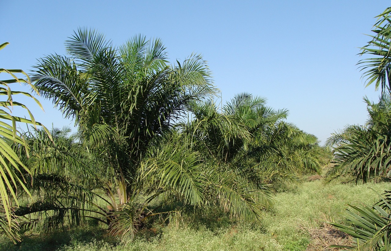 ¿Qué olor tiene el aceite de palma?