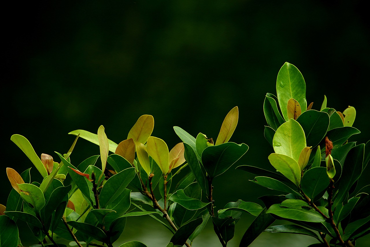 ¿Qué es el juego del gua?