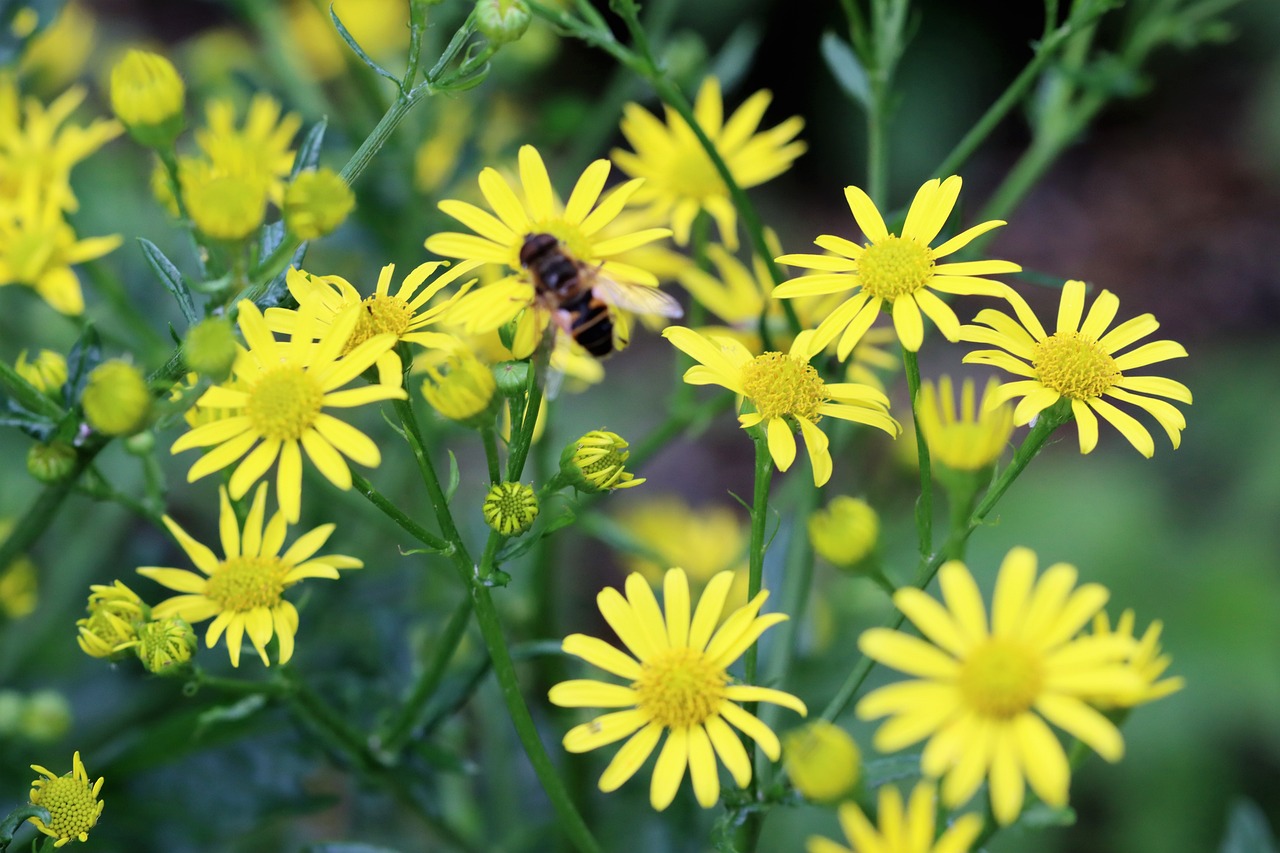 ¿Qué hacer con las canas encrespadas?