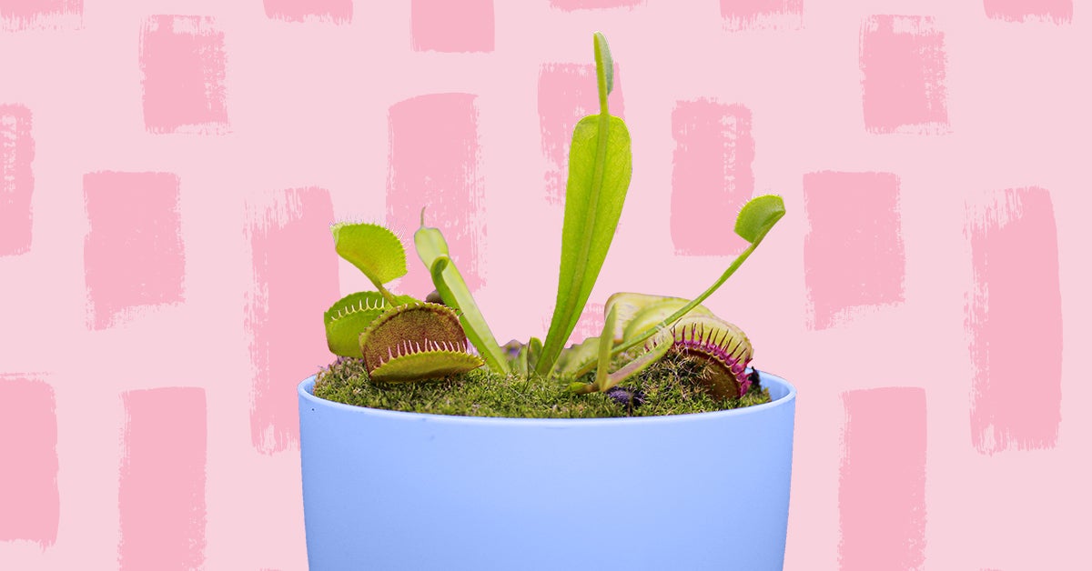 Las 5 mejores plantas carnívoras de interior 2021