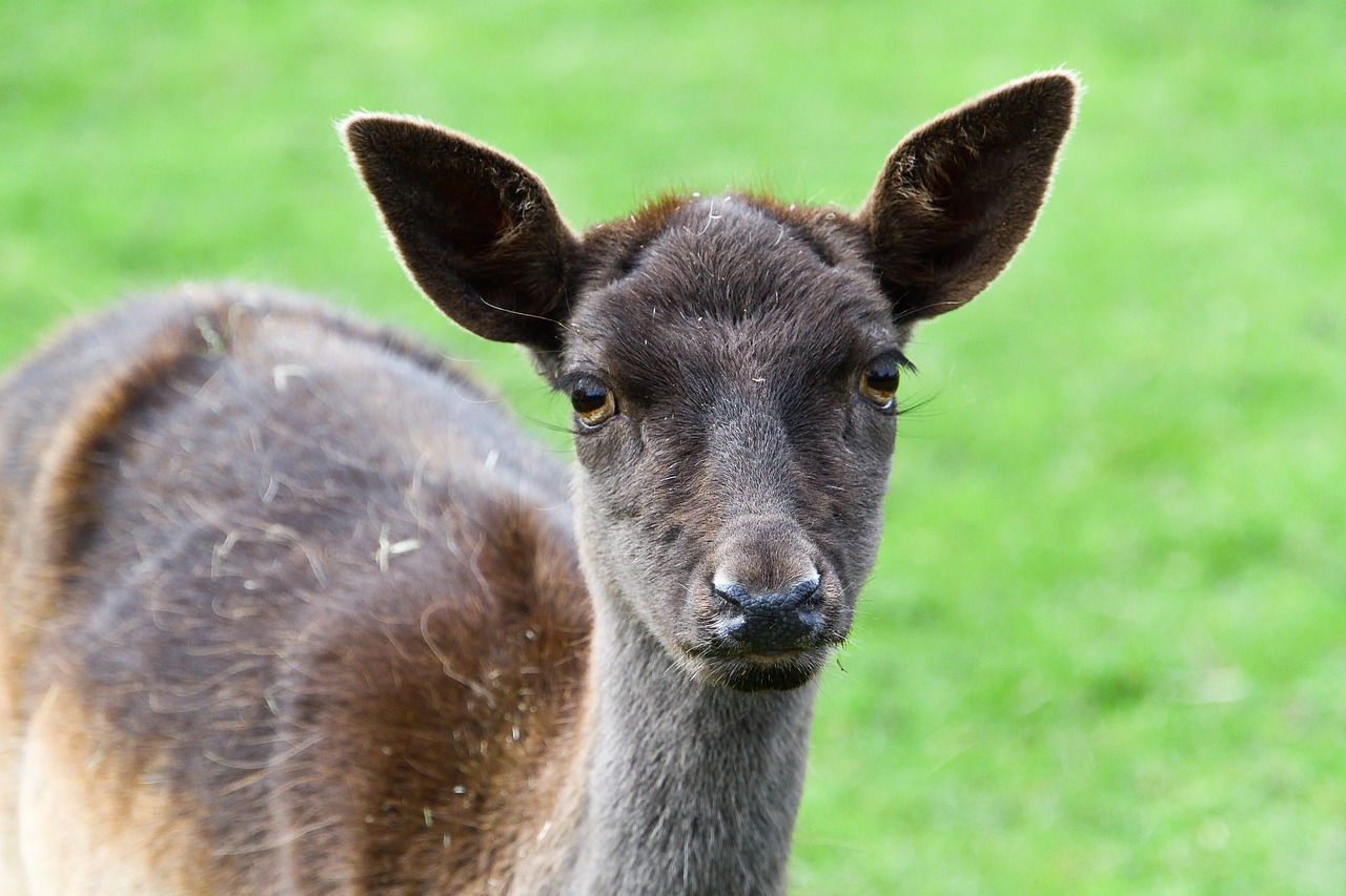 ¿Qué es tener ojos de Bambi?