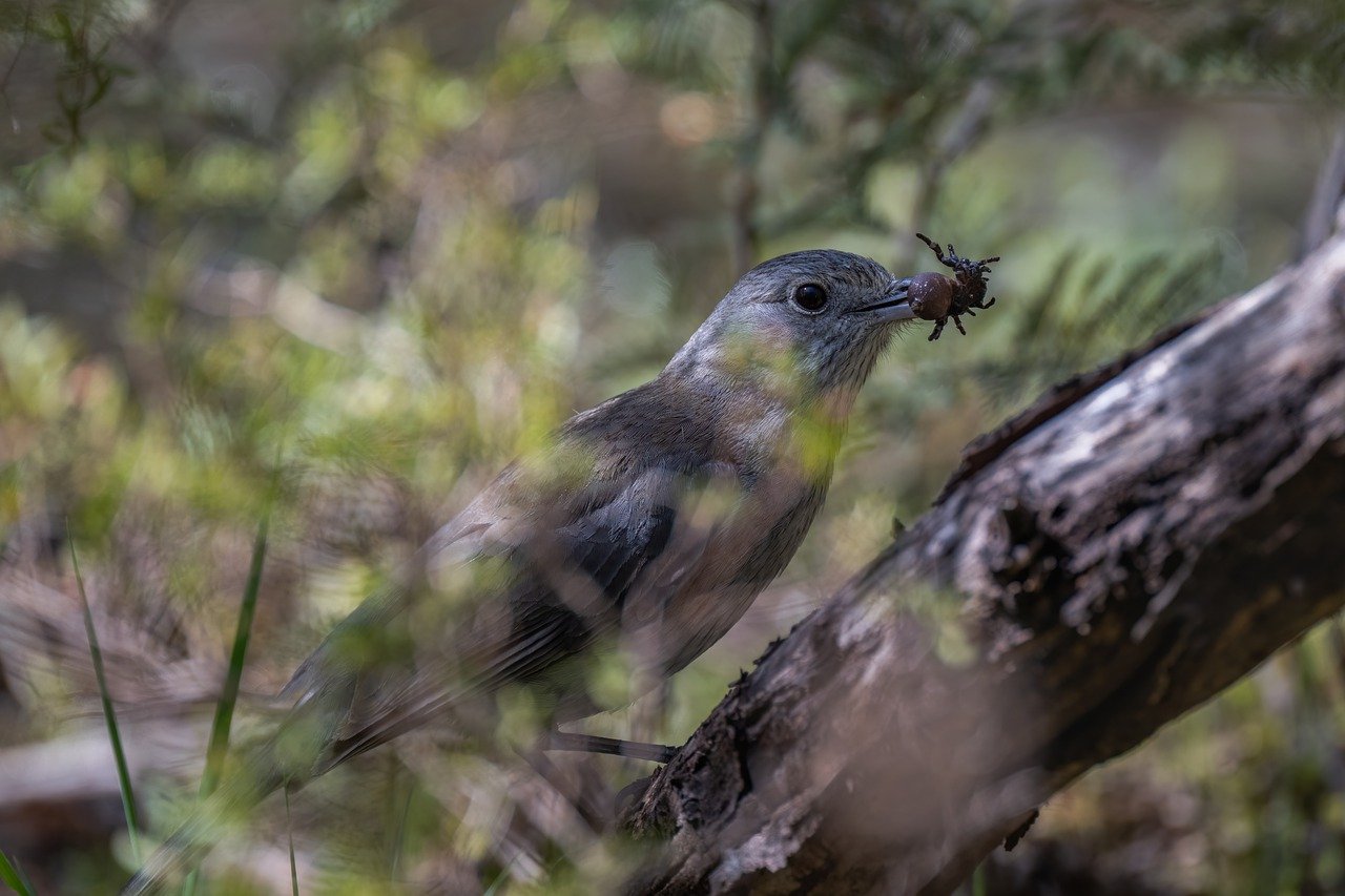 ¿Qué puede tomar mi pareja si yo tengo candidiasis?