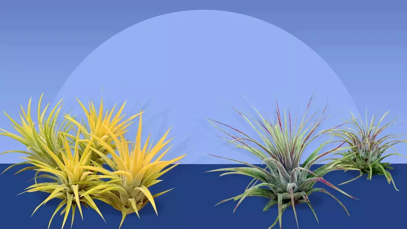 Tipos de plantas de aire: 22 tipos de plantas de aire, cuidados, ideas para macetas