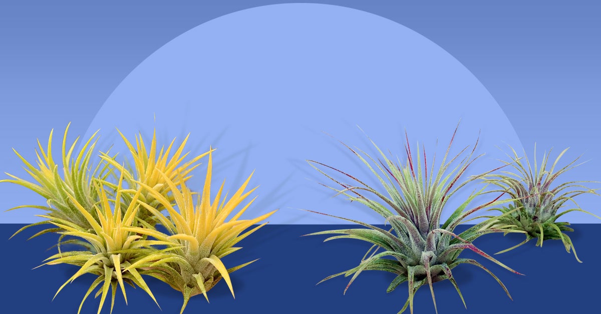 Tipos de plantas de aire: 22 tipos de plantas de aire, cuidados, ideas para macetas