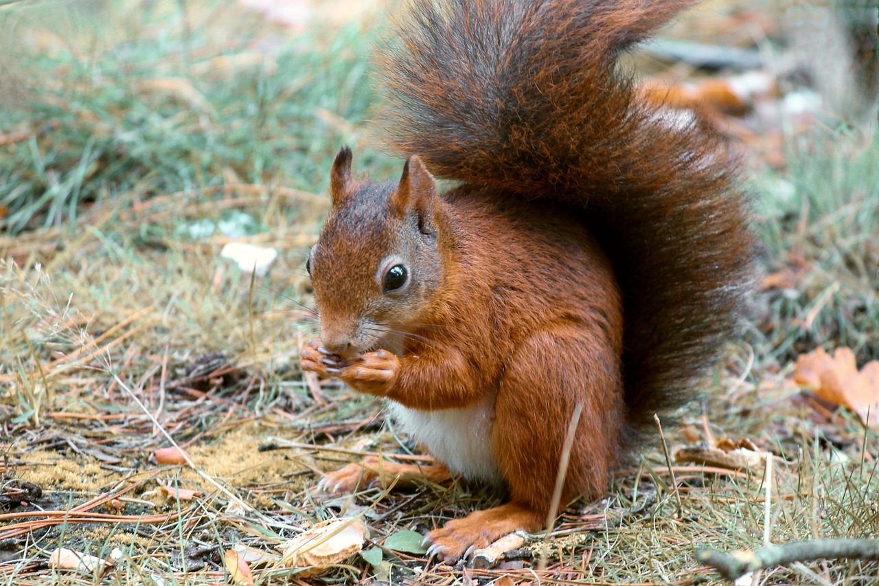 ¿Qué es el pelo recogido? ¿Qué es el pelo recogido?