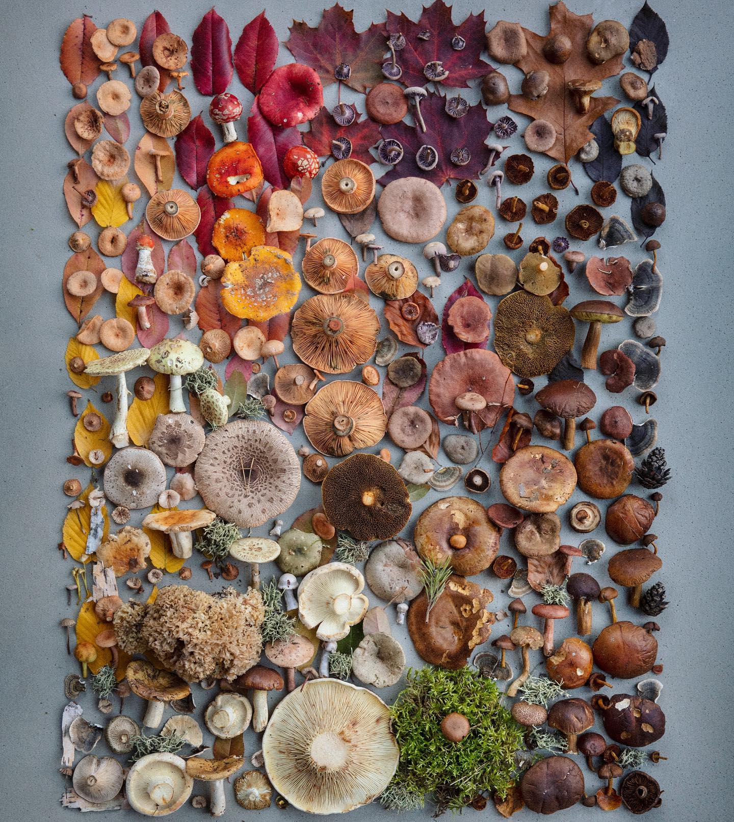 El último descubrimiento de un compuesto activo de las setas con grandes beneficios: no es psilocibina