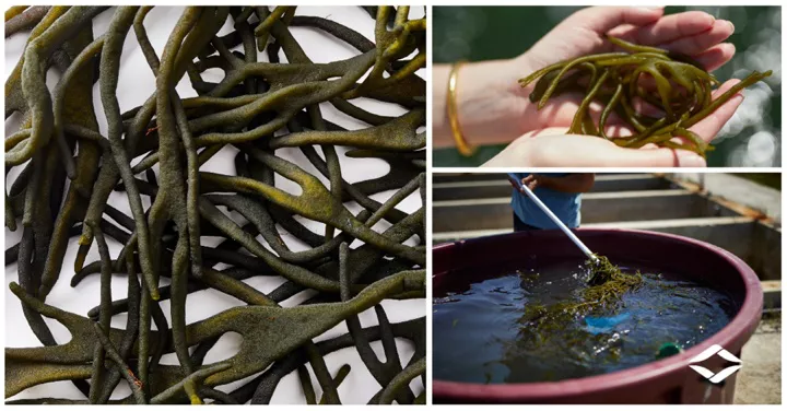 Pantodium Cica, la alternativa bio al D-Panthenol