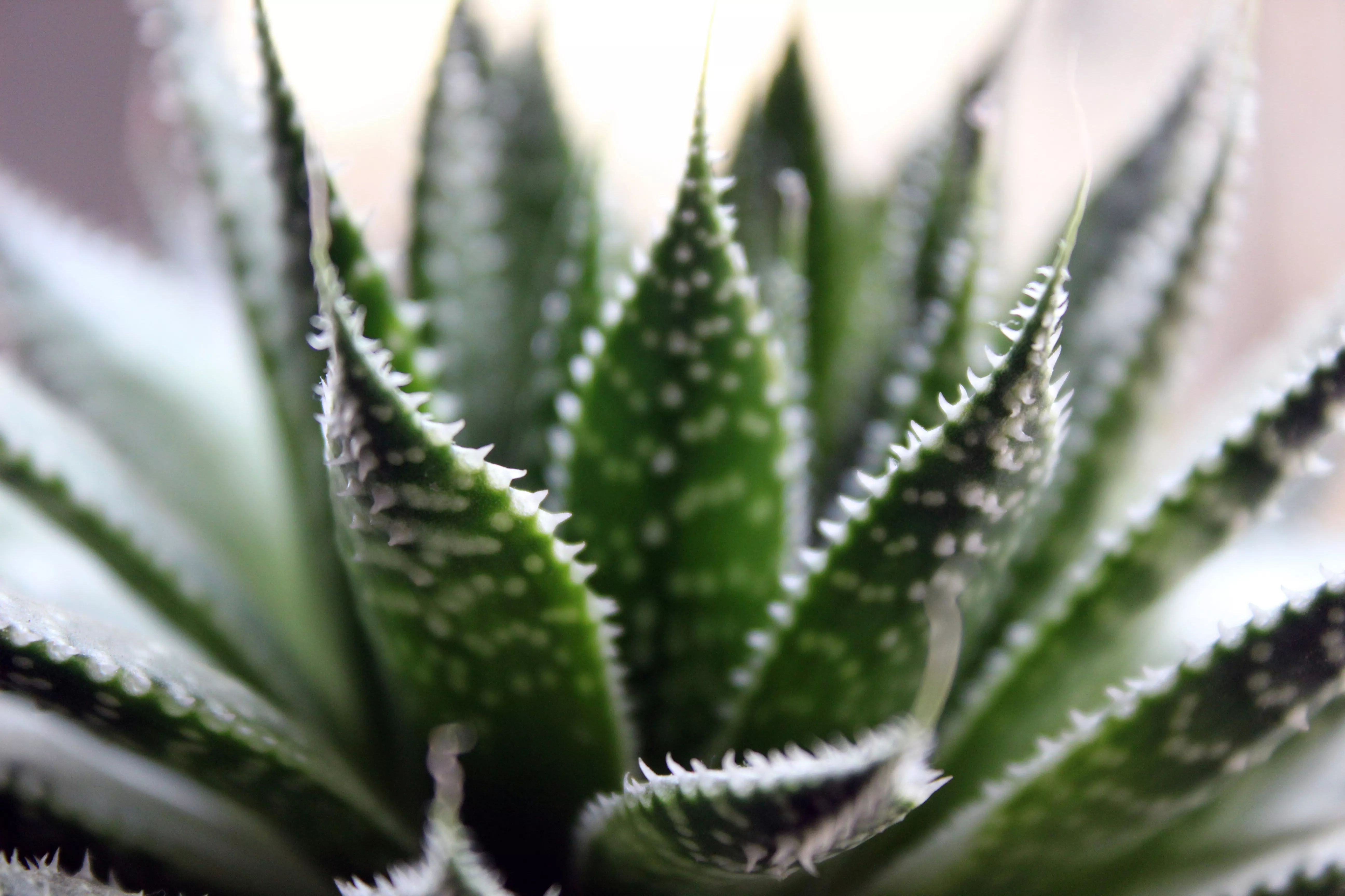 Aloe Vera