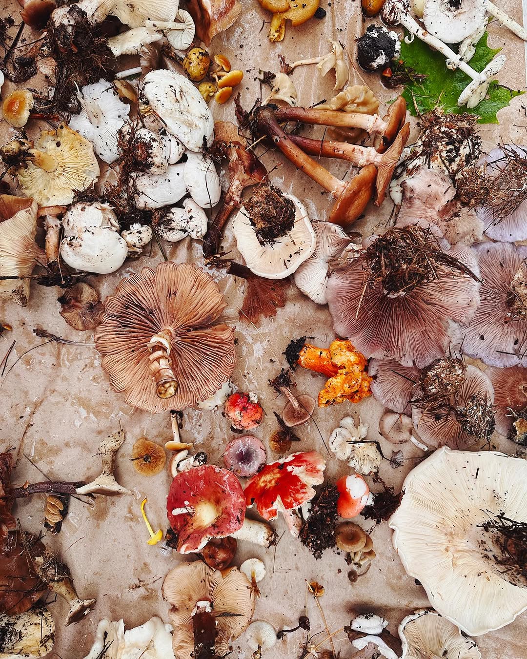 Adaptógenos 101: Qué son y cómo pueden ayudar con el estrés