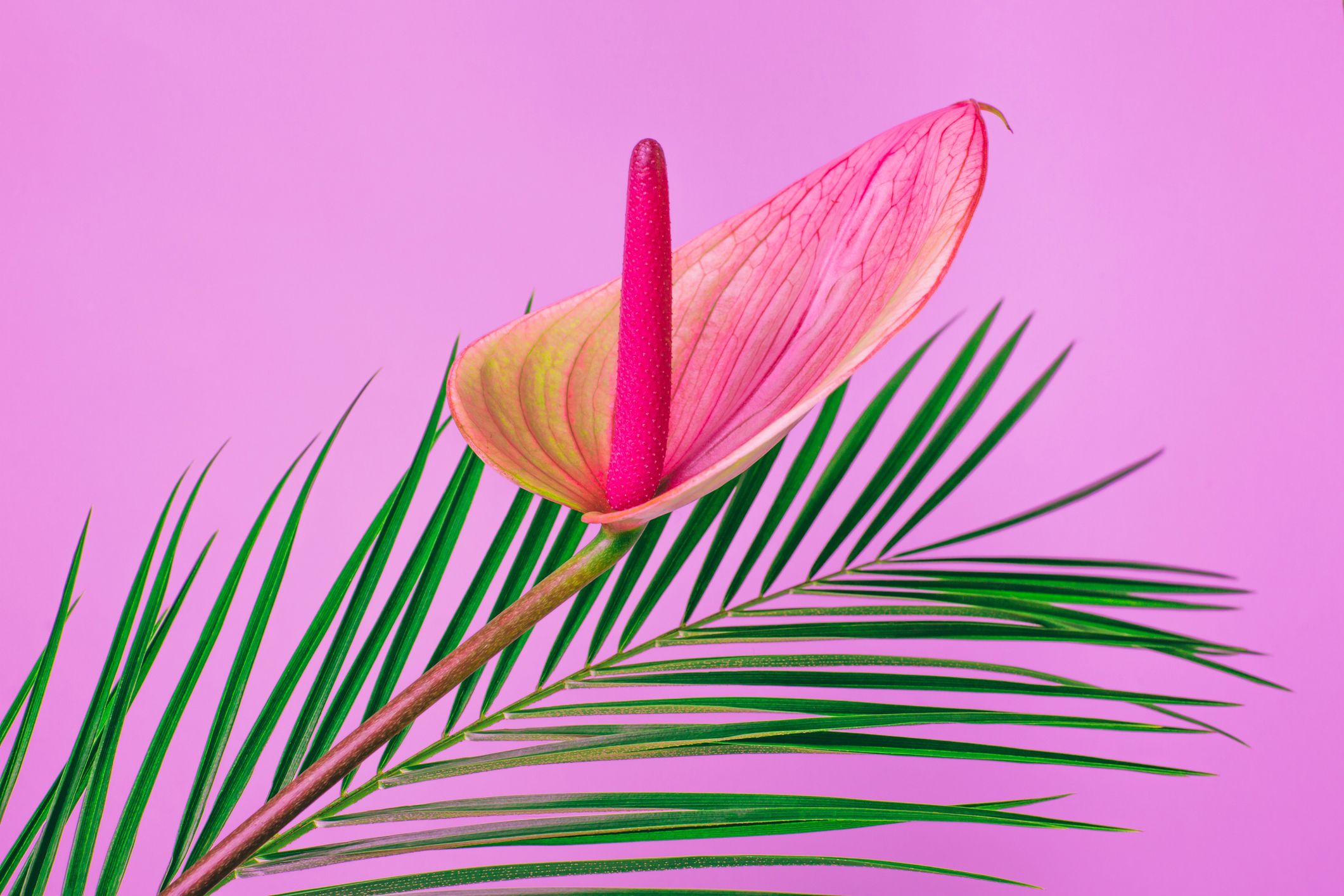 Deberíamos Tener Más Orgasmos Clitorales. Expertos en Sexo Explican Cómo Lograrlo.