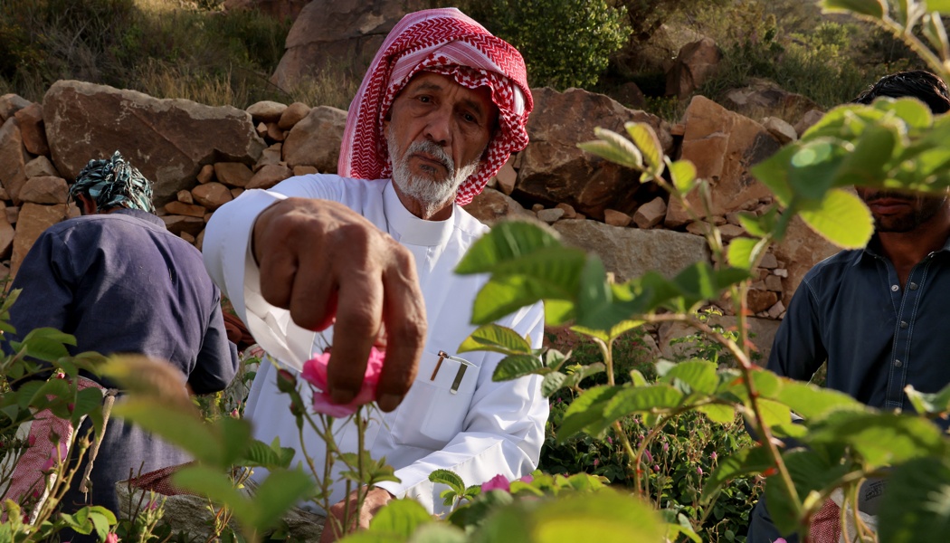Taif, la 'Ciudad de las Rosas' de Arabia Saudita, enfrenta temores por el cambio climático