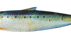 ¿Estás en la playa? ¡Aprovecha y come sardinas asadas!