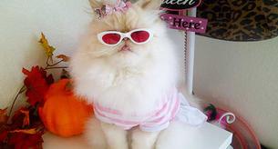 Conoce a la primera gata fashion blogger