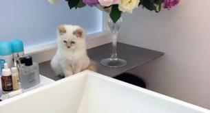 Karl Lagerfeld y su gatito que come papel