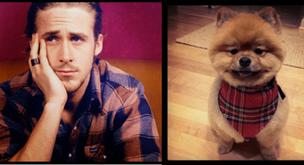 ¿Quién es más mono Ryan Gosling o un cachorro?