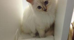 La gata de Karl Lagerfeld, Choupette, ataca de nuevo