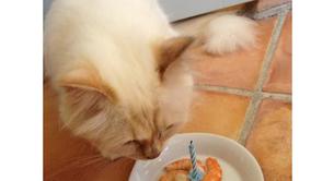 Choupette cumple un año