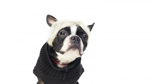 Preparemos Halloween: Disfraces para perros