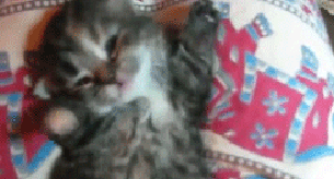 Los gifs de los gatos más monos de Internet