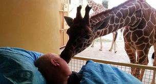 Una jirafa se despide de su cuidador enfermo de cáncer