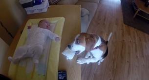 El perro que sabe cambiar pañales