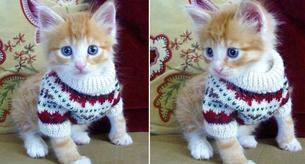 Las mejores fotos de gatitos con jerseys de lana