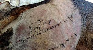 Cose las palabras "te quiero" sobre un perro para sorprender a su novia