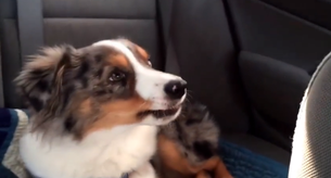 ¡Este perro es el mayor fan de la película Frozen!