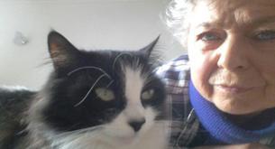 Un gato ha recorrido 1.116 kilómetros para volver a casa