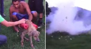 Atan cohetes a un perro para hacerlo explotar