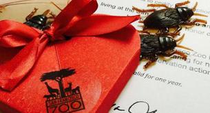 Adoptar cucarachas con el nombre de tu ex, la última moda para celebrar San Valentin