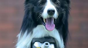 Estas son las fotos hechas por el primer perro fotógrafo