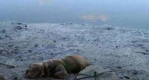 Condenado por hacer esto con su perro para librarse de él