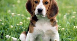 Su novia le hizo elegir entre ella o su perrita y él publicó este anuncio