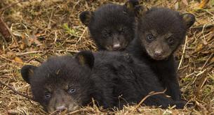 Crió a sus dos perros durante años y ahora descubre que no son lo que parecían 
