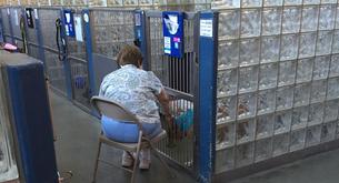 Esta mujer visita a diario a los perros de los refugios para leerles y que no estén solos