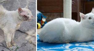 Así le cambia la vida a los gatitos adoptados