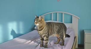 Por qué hacer la cama cada día puede hacerte más feliz