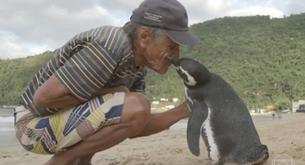 Este pingüino nada 8.000 kilómetros para visitar al hombres que le salvó la vida