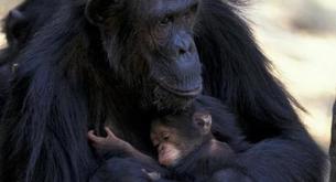 El increíble caso de la mamá chimpancé que cuidó así de su cría discapacitada