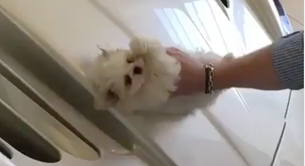 El niño rico que limpia su coche de lujo con un cachorro