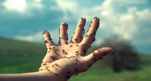 La historia de la mujer con hormigas en la vagina que ha dejado a Twitter en shock