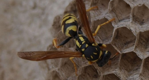 La peligrosa moda de introducirse avispas en la vagina