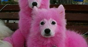Teñir el pelo de rosa a un perro es maltrato animal