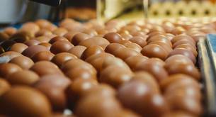 Cómo comprar productos frescos y éticos de granja en España