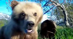 Un osezno ruso se hace un selfie