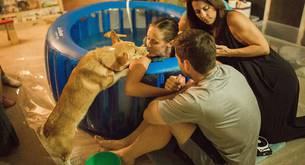 Esta mujer dio a luz en casa y su perro no se apartó de ella en ningún momento