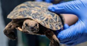 Encuentran una tortuga muerta en la vagina de una mujer