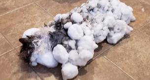 La sorprendente historia de Fluffy, el gato que casi muere congelado